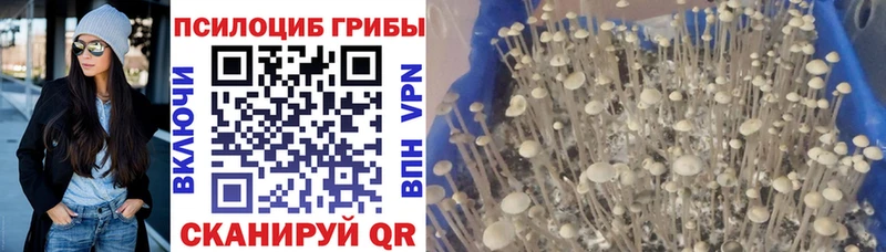 Псилоцибиновые грибы мицелий  Купить где  Зима 